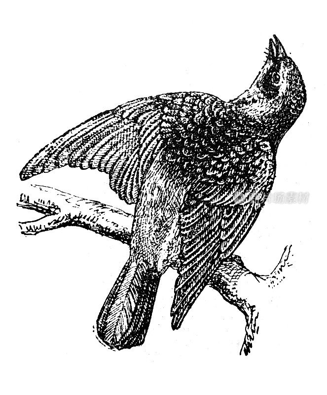 古董插画:fieldfare (Turdus pilaris)